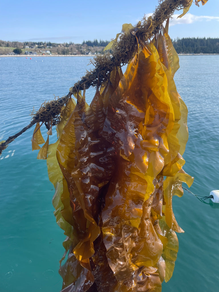Why Eat Kelp?